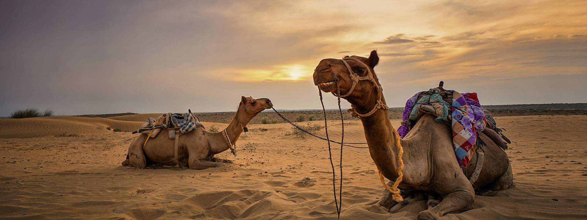 Thar Desert with Camels 5