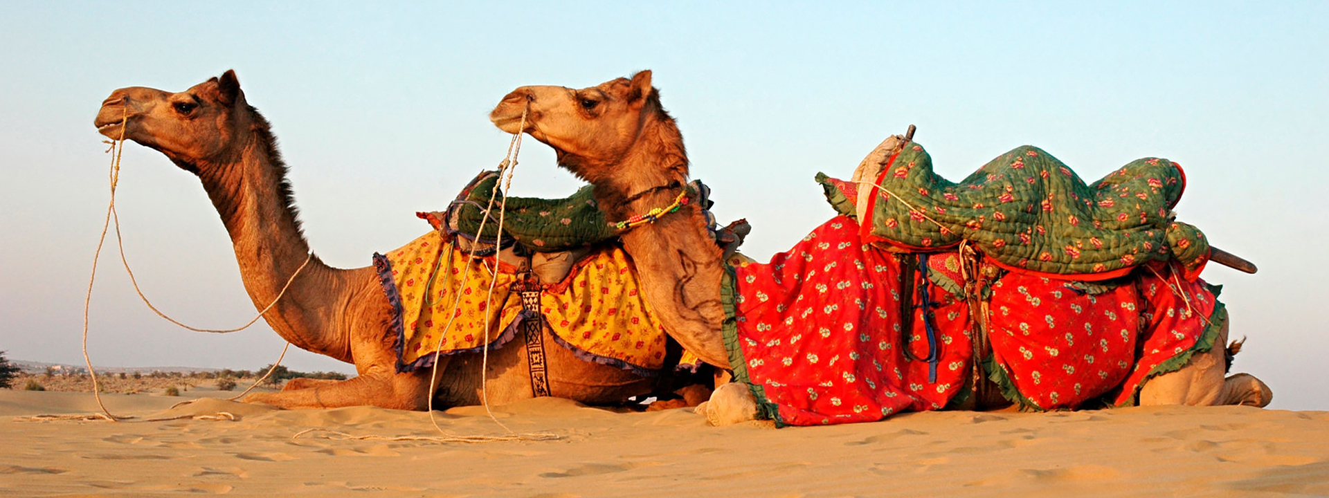 Thar Desert with Camels 7