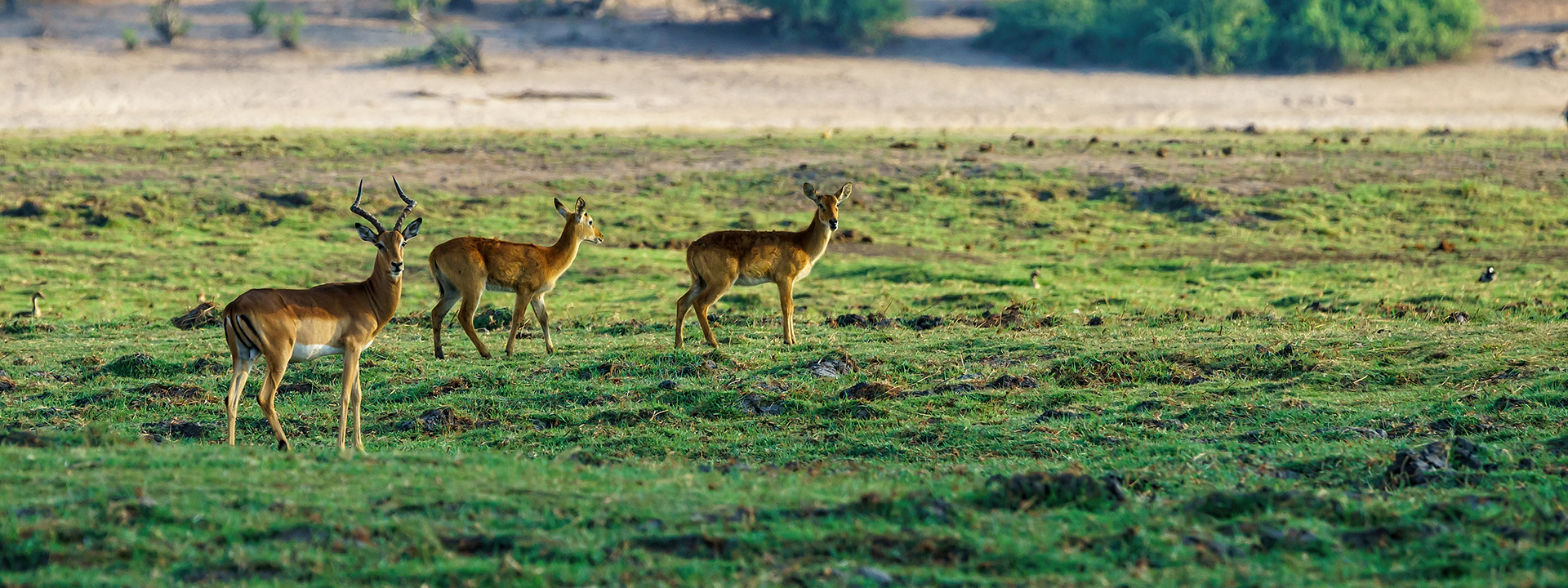 Deer Standing Ranathambore 1