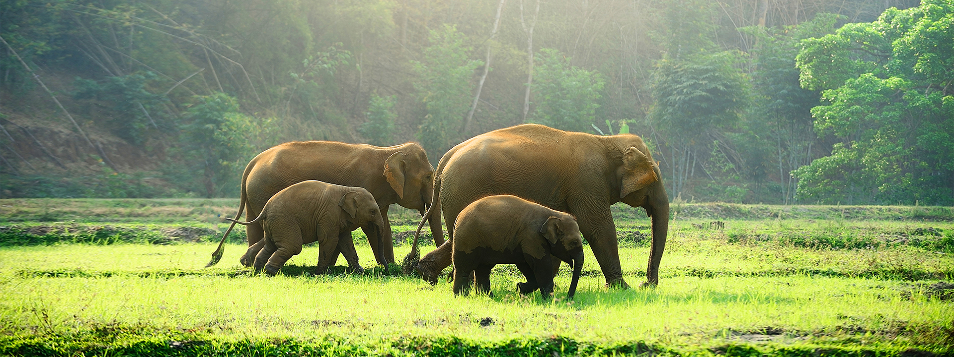 Green Forest Elephants 2 2