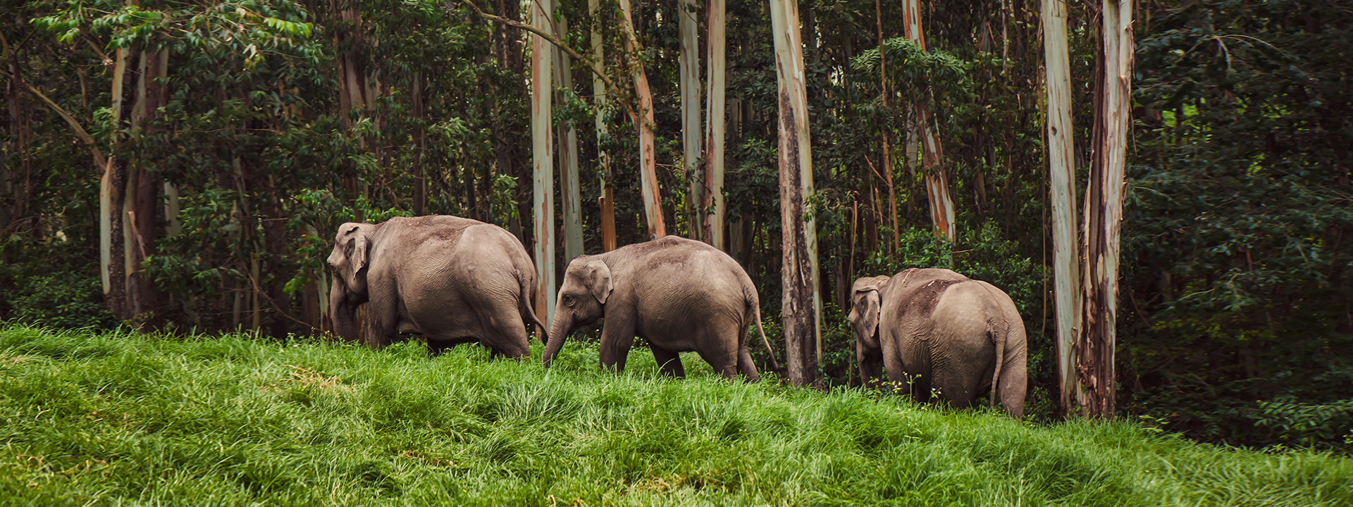 Green Forest Elephants 3