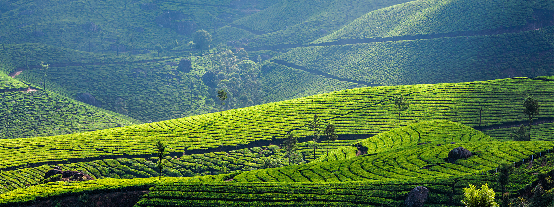 Munnar tea garden 3 1