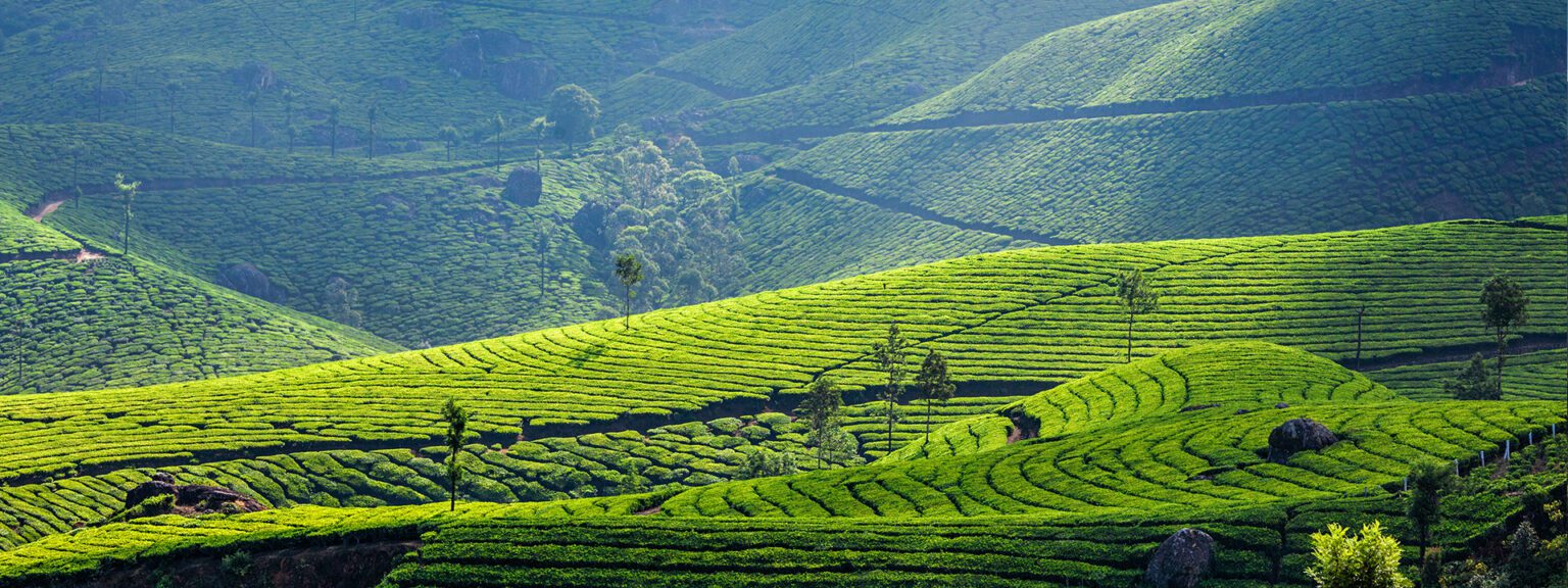 Munnar tea garden 3