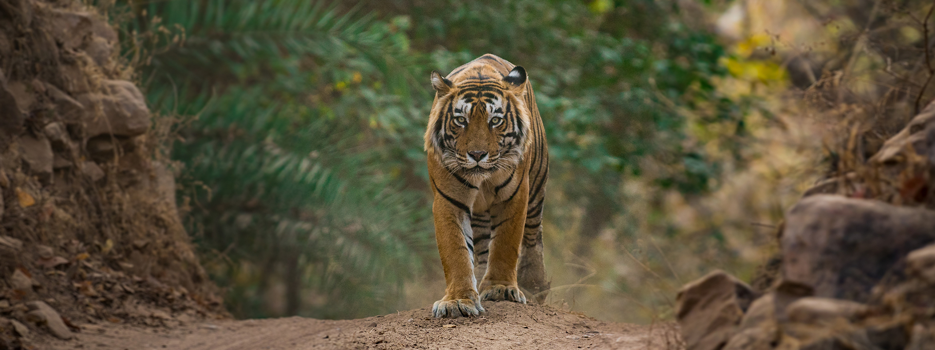 Ranathambore Tiger