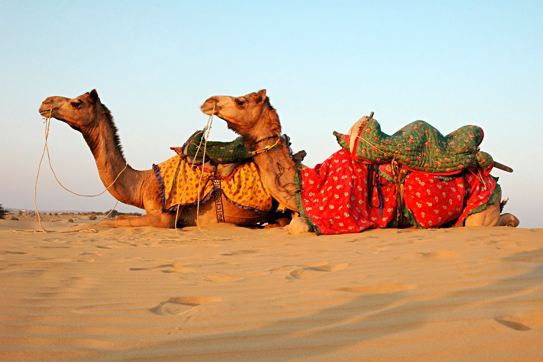 Thar Desert with Camels 2