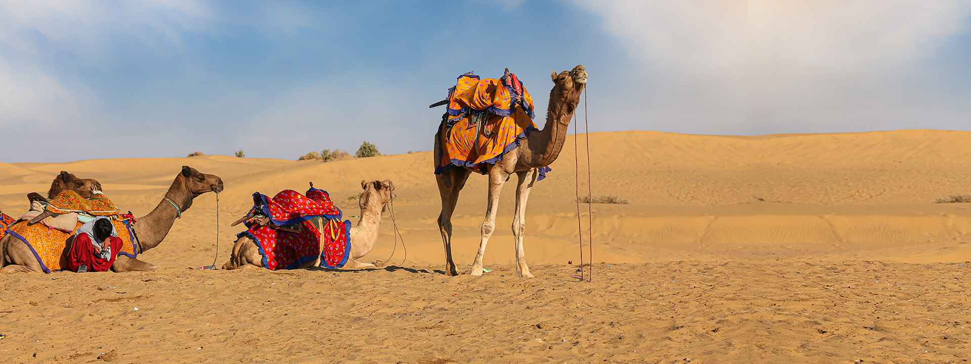 Thar Desert with Camels 6