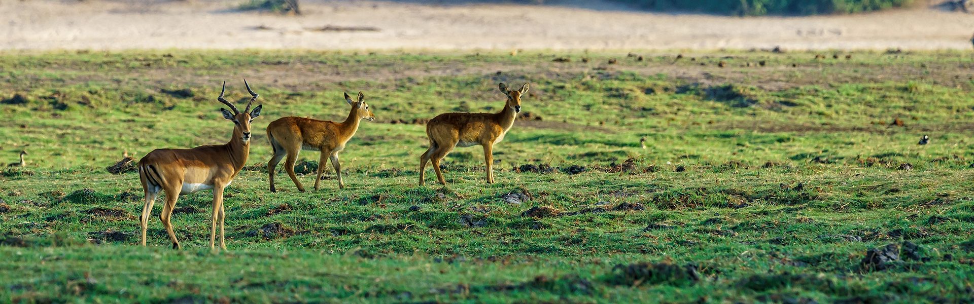 Deer Standing Ranathambore 1