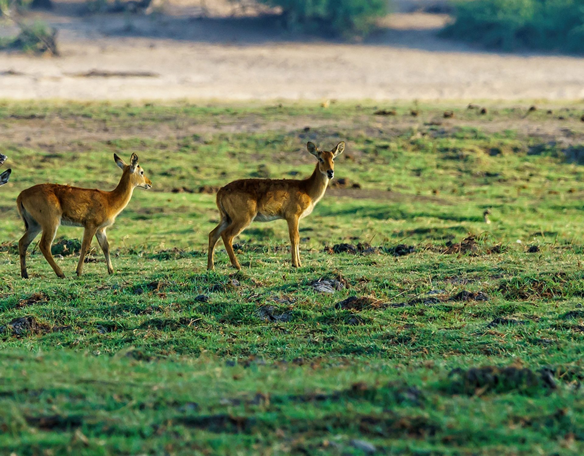 Deer Standing Ranathambore 1