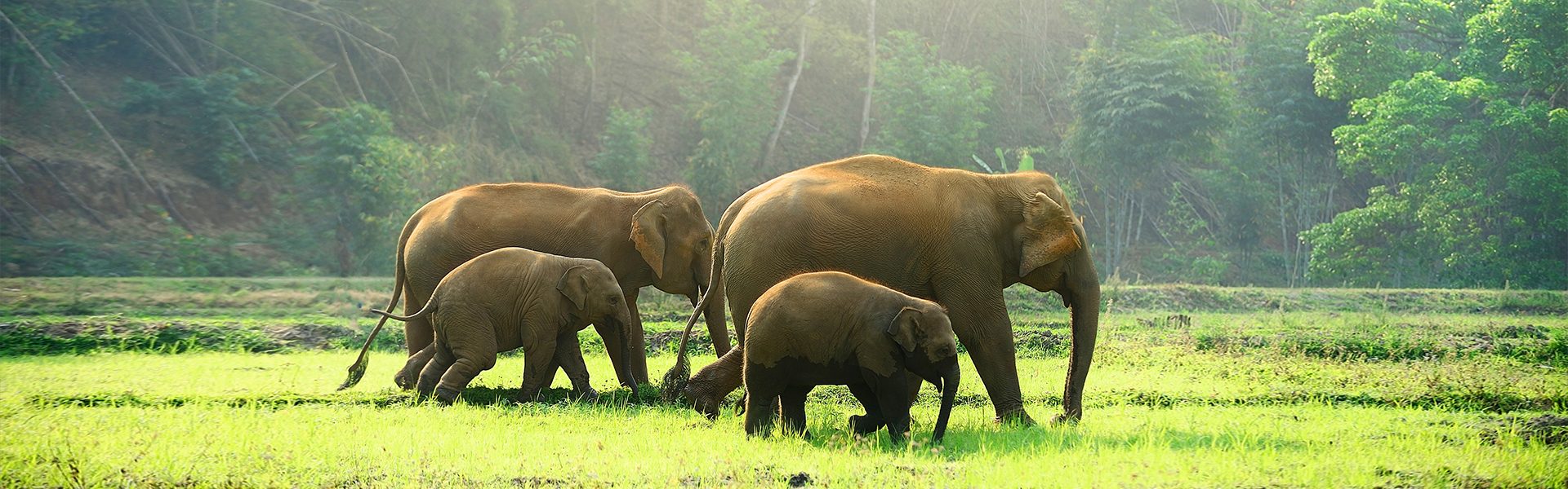 Green Forest Elephants 2 1