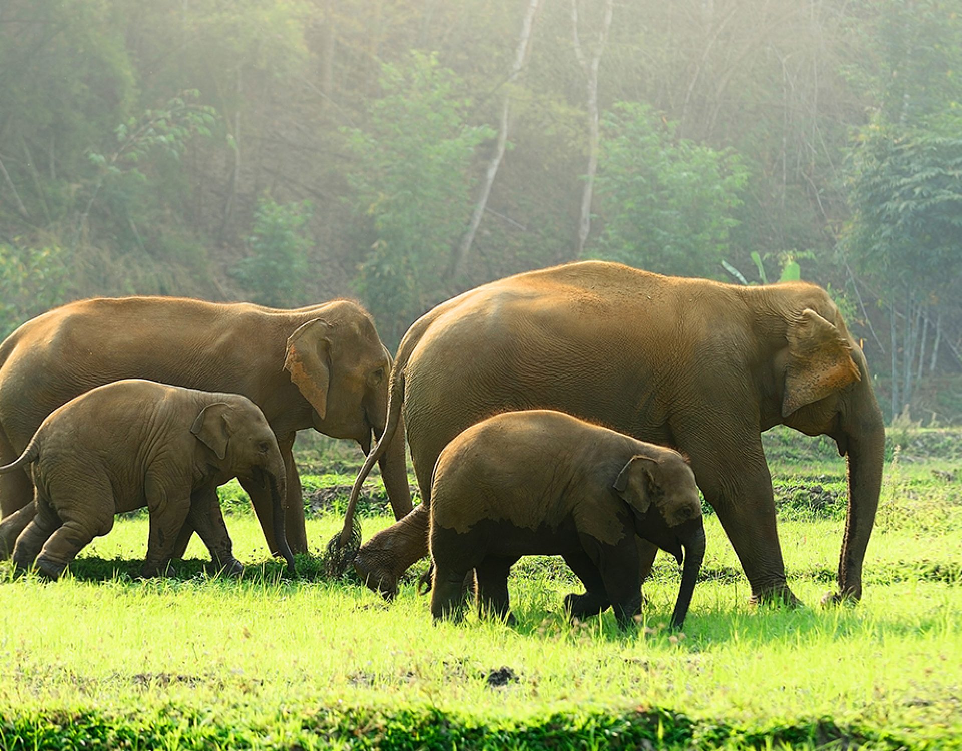 Green Forest Elephants 2 1