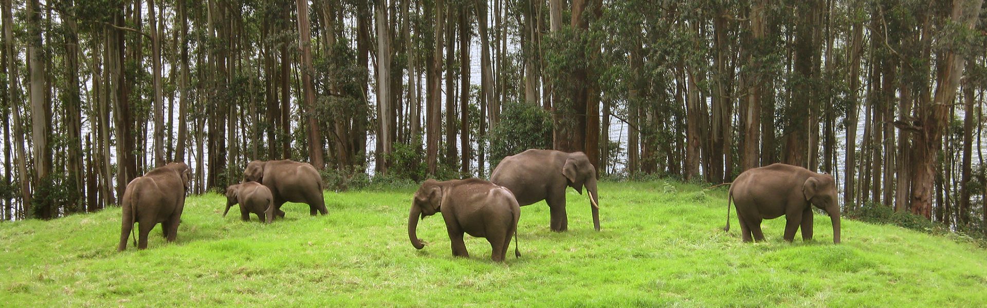 Green Forest Elephants 3 2