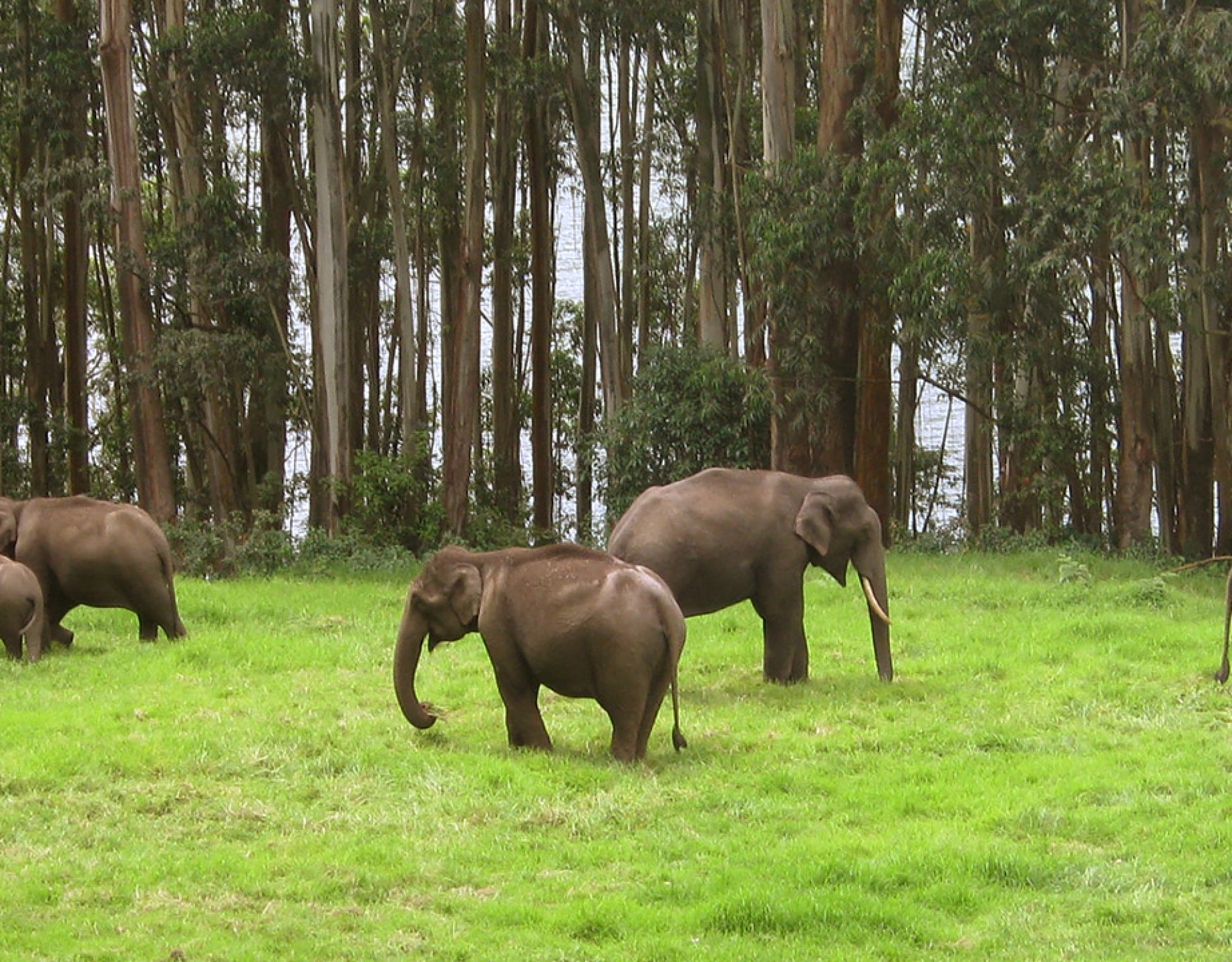 Green Forest Elephants 3 2