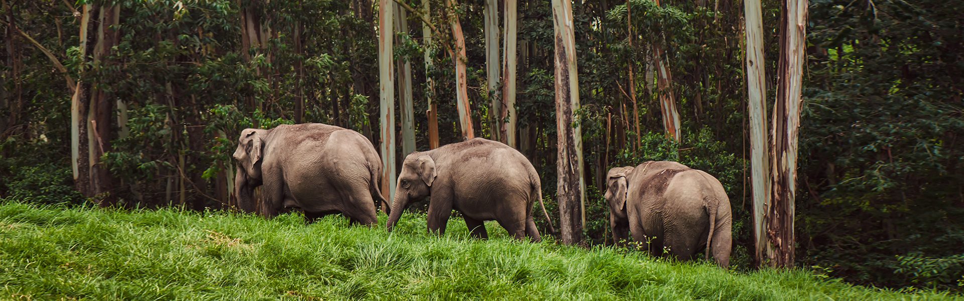 Green Forest Elephants 3