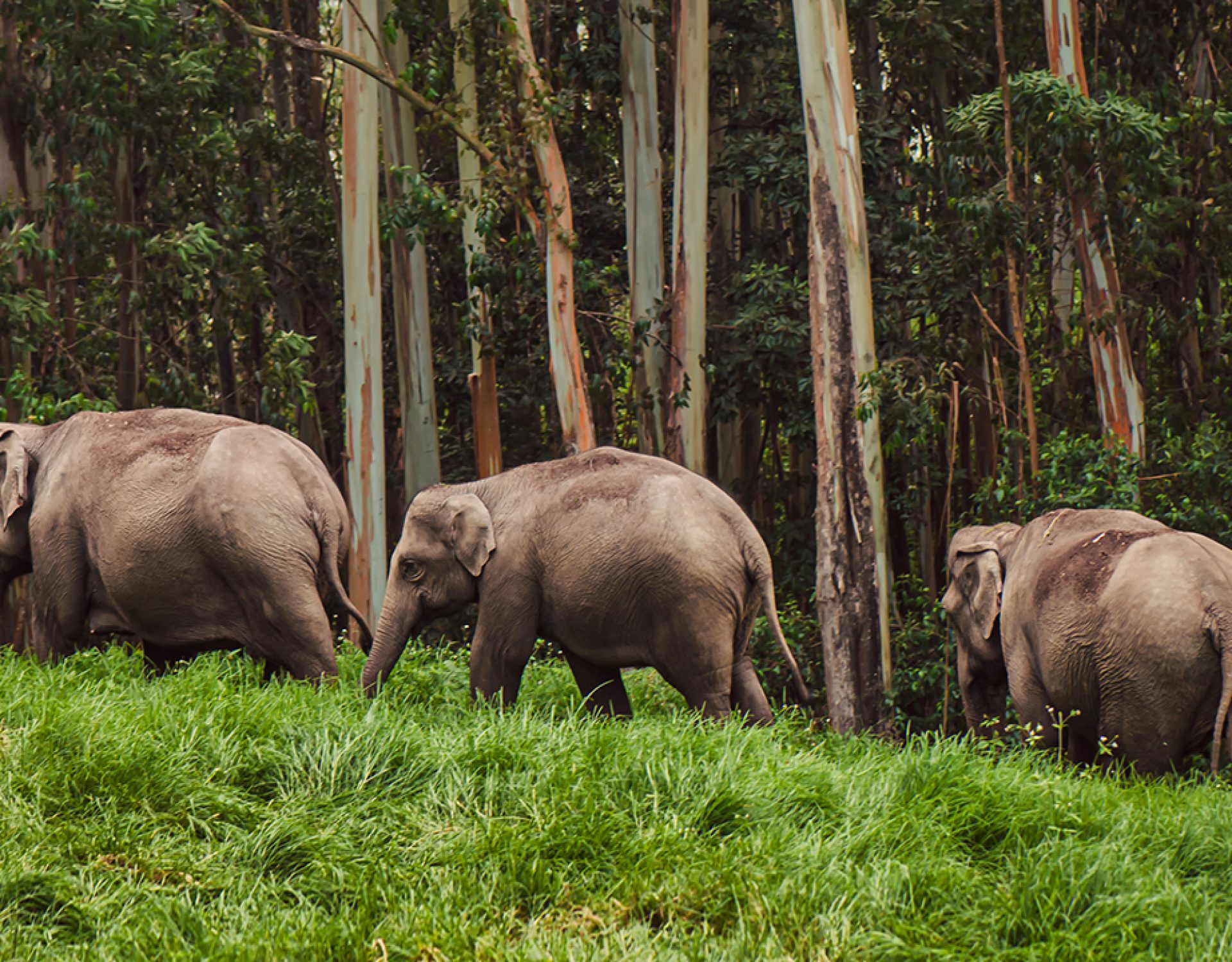 Green Forest Elephants 3