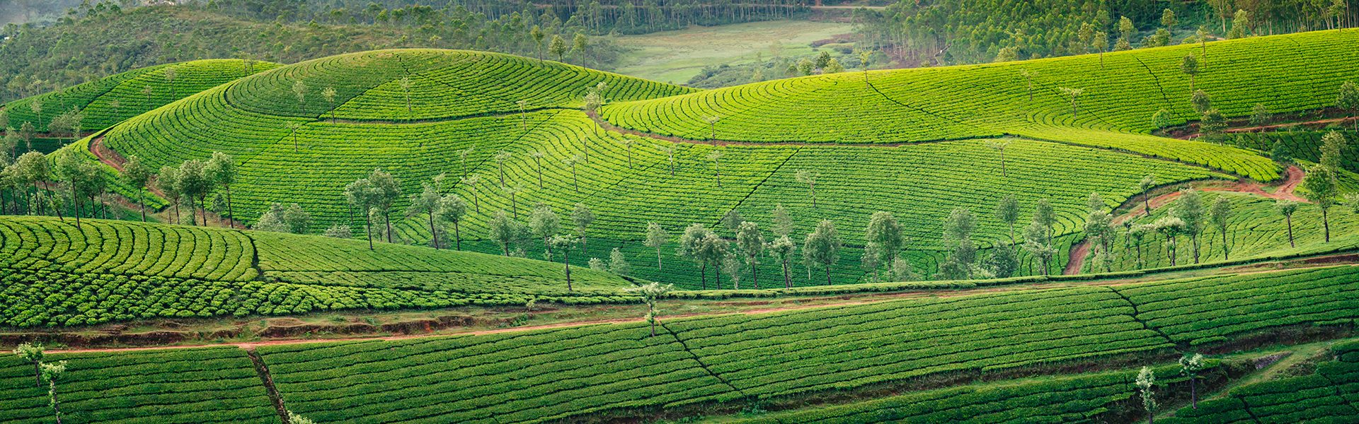 Munnar tea garden 1