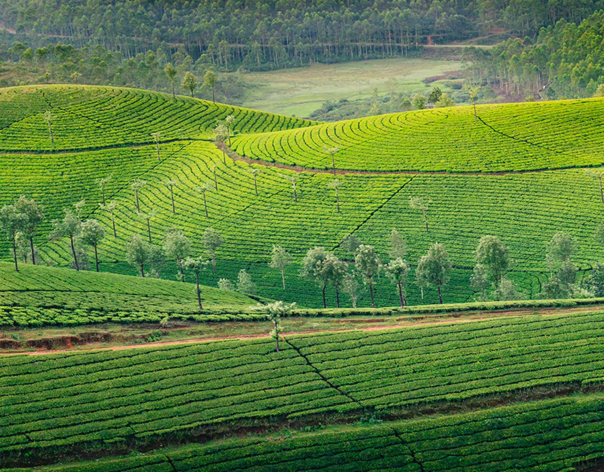 Munnar tea garden 1