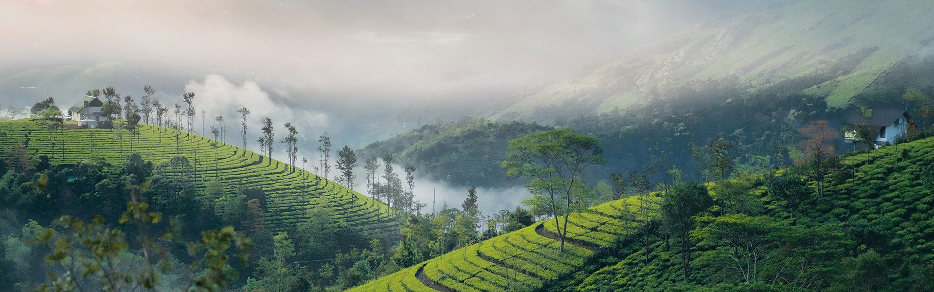 Munnar tea garden 2