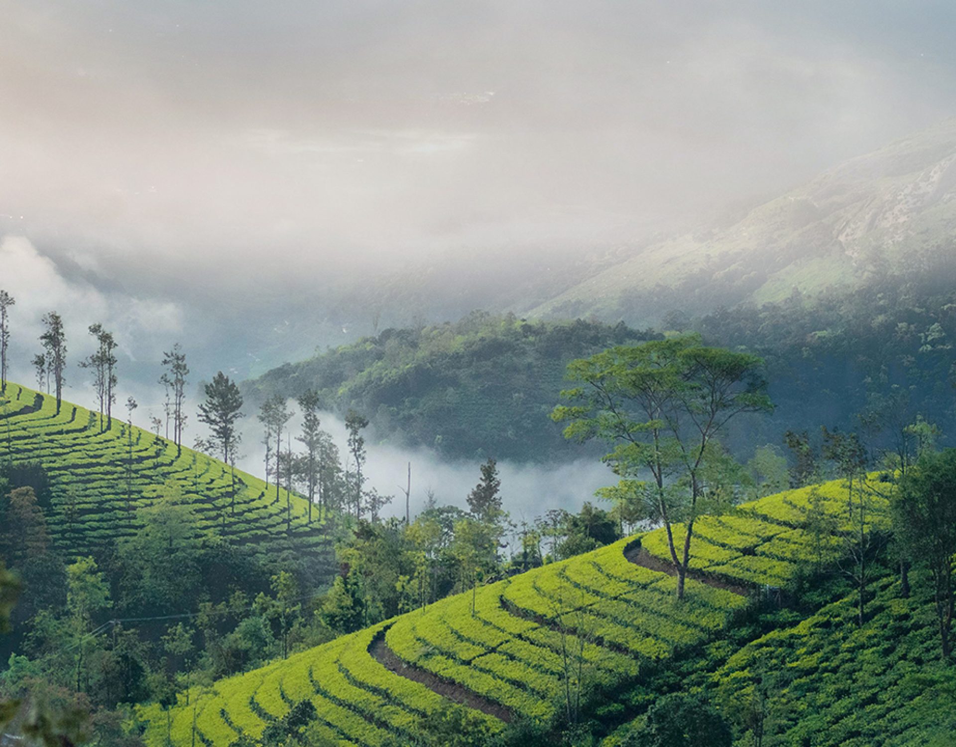 Munnar tea garden 2