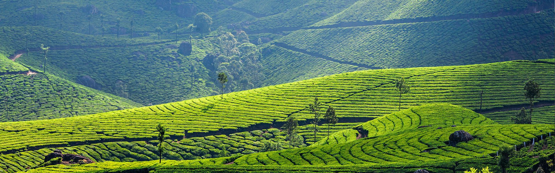 Munnar tea garden 3 1