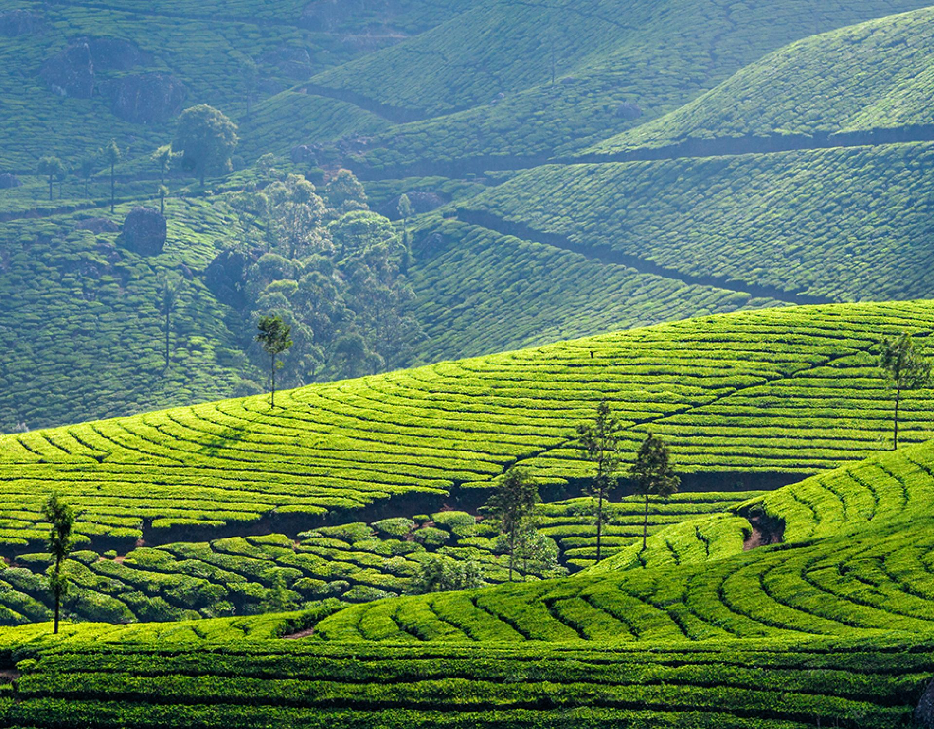 Munnar tea garden 3 1