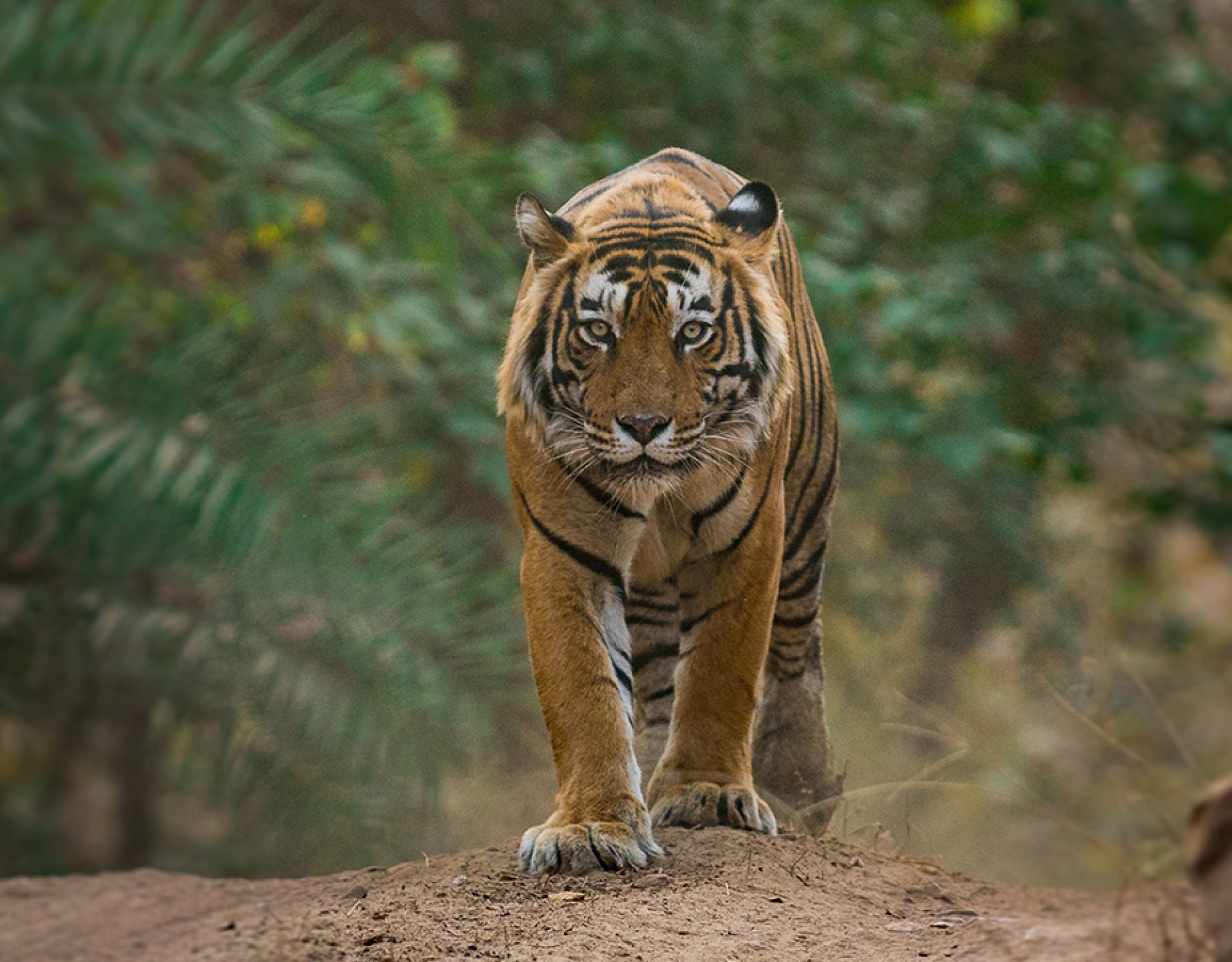 Ranathambore Tiger