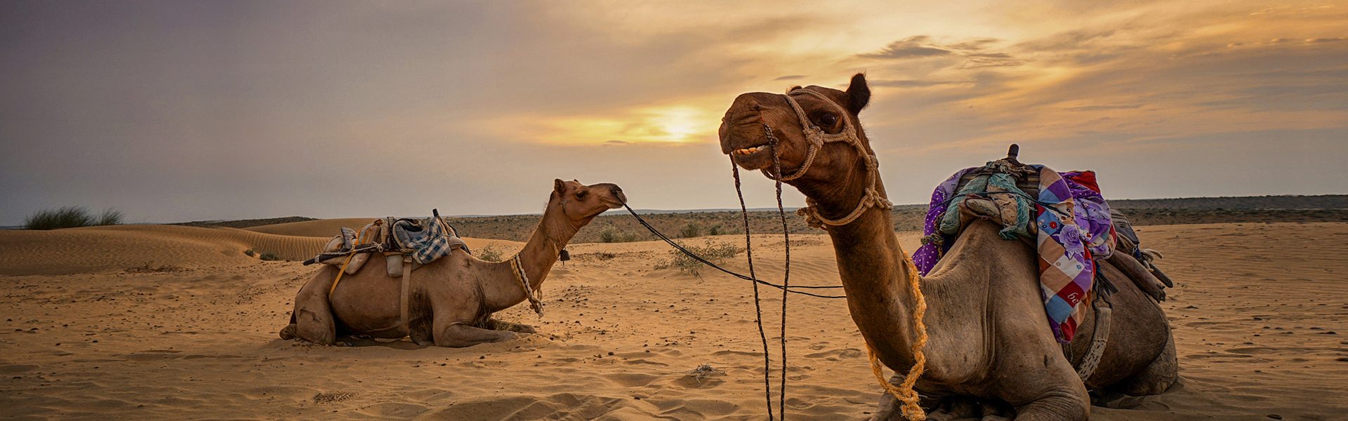 Thar Desert with Camels 5