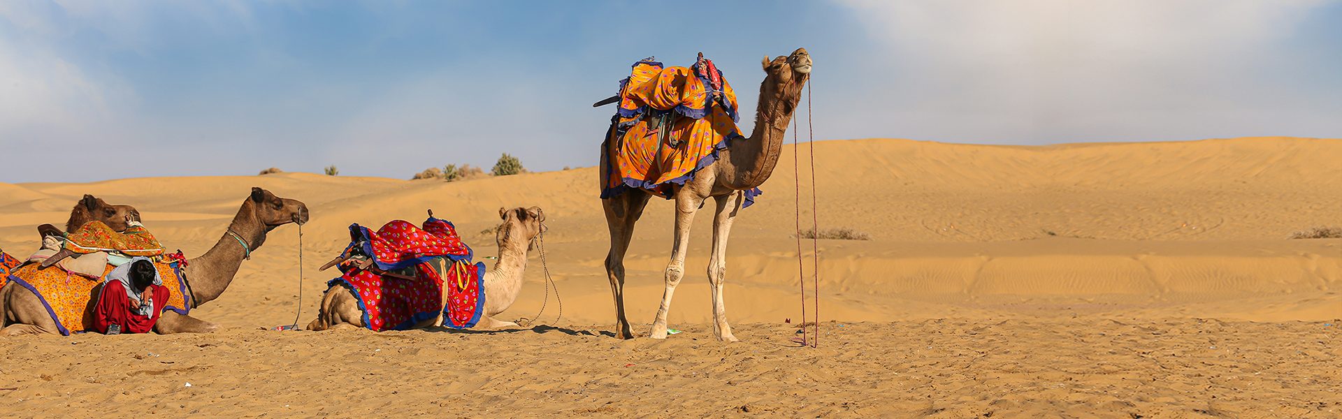 Thar Desert with Camels 6